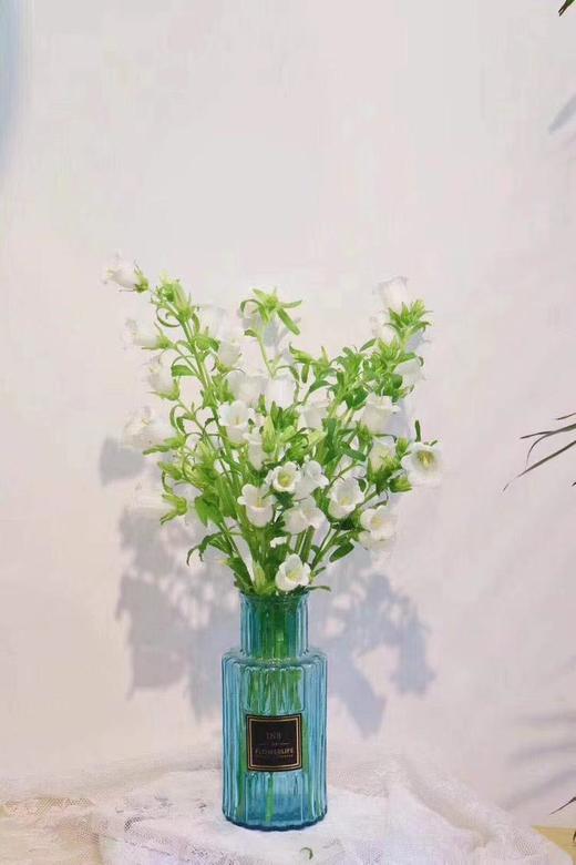 风铃花白 商品图1