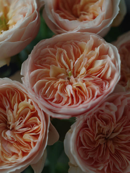 预售！朱丽叶玫瑰【我不介意你是荆棘，倘若你是玫瑰】简小姐精选 国产奥斯汀花园玫瑰 温柔奶油橙色 朱丽叶玫瑰 10枝 发货时间不定（有花就发）2束包邮 商品图12