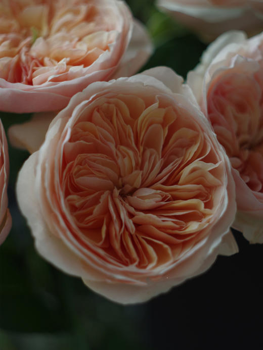 预售！朱丽叶玫瑰【我不介意你是荆棘，倘若你是玫瑰】简小姐精选 国产奥斯汀花园玫瑰 温柔奶油橙色 朱丽叶玫瑰 10枝 发货时间不定（有花就发）2束包邮 商品图5