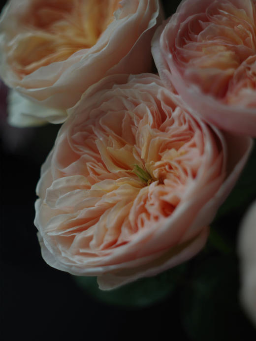 预售！朱丽叶玫瑰【我不介意你是荆棘，倘若你是玫瑰】简小姐精选 国产奥斯汀花园玫瑰 温柔奶油橙色 朱丽叶玫瑰 10枝 发货时间不定（有花就发）2束包邮 商品图6