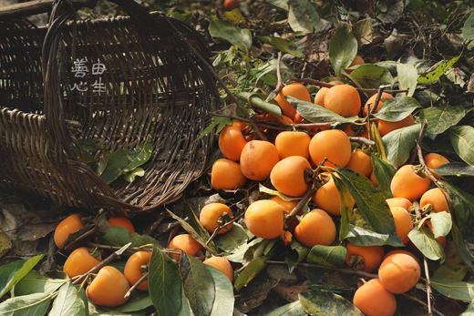 流心柿饼 商品图3