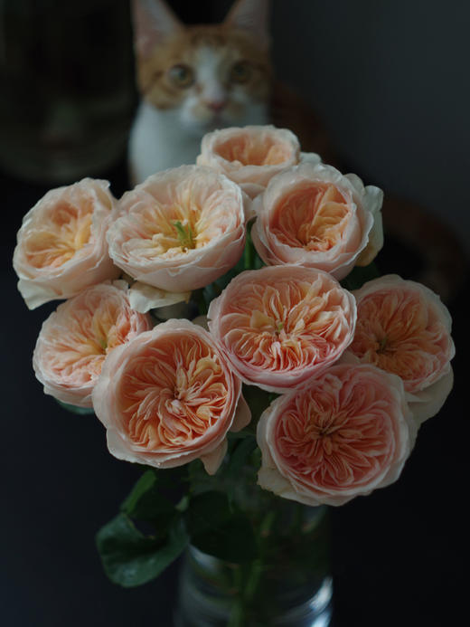 预售！朱丽叶玫瑰【我不介意你是荆棘，倘若你是玫瑰】简小姐精选 国产奥斯汀花园玫瑰 温柔奶油橙色 朱丽叶玫瑰 10枝 发货时间不定（有花就发）2束包邮 商品图7