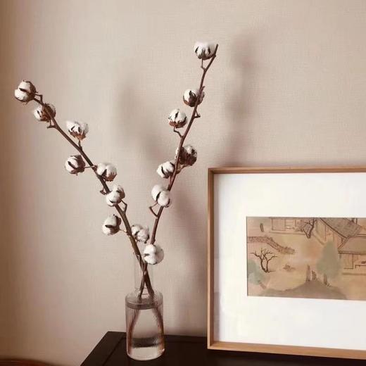 配花-棉花-7头 商品图0