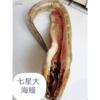鳝鱼干晒好了，大连湾50多年的老渔民亲自晾晒  正宗的野生七星鳗鱼 （400-500克一条） 阳光明媚的北风天气晾晒2天  鳝鱼越大越香 口感越好 煎着吃滋滋冒油，全国包邮，偏远除外。不接急单！！！ 商品缩略图3
