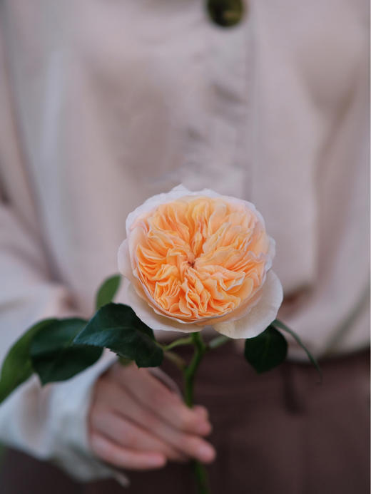 预售！朱丽叶玫瑰【我不介意你是荆棘，倘若你是玫瑰】简小姐精选 国产奥斯汀花园玫瑰 温柔奶油橙色 朱丽叶玫瑰 10枝 发货时间不定（有花就发）2束包邮 商品图1