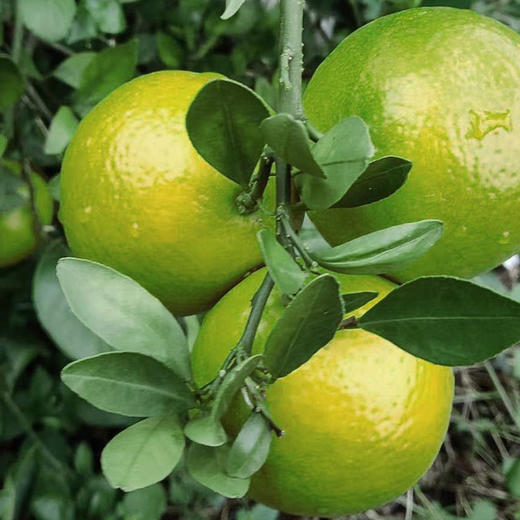 甘甜多汁皇帝柑 精品柑橘 新鲜水果 纯甜柑橘 商品图6