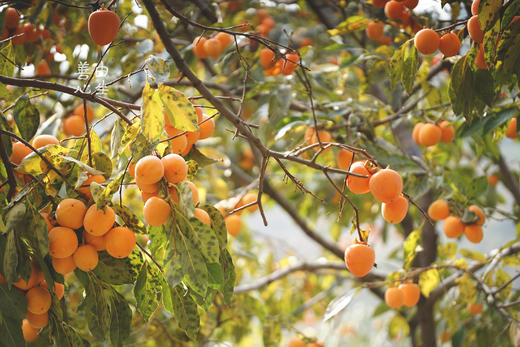 流心柿饼 商品图4