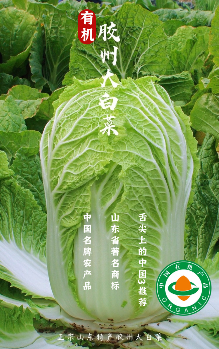 有机胶东大白菜