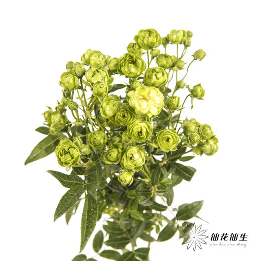 多头玫瑰 | 绿闪电 商品图5