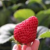 丹东东港玖玖草莓（产地直发） 商品缩略图3