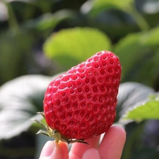 丹东东港玖玖草莓（产地直发） 商品图3