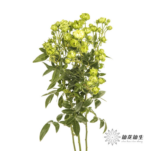 多头玫瑰 | 绿闪电 商品图6