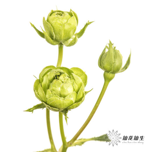 多头玫瑰 | 绿闪电 商品图1