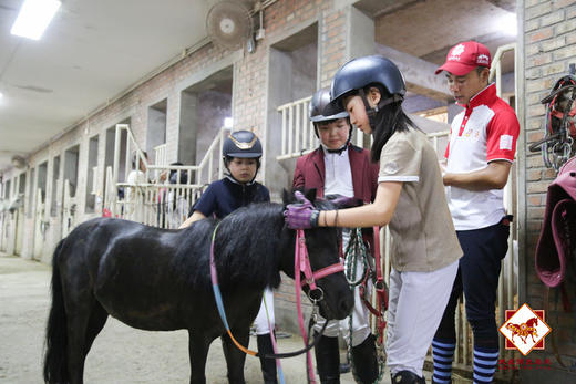 马术徽章课程 线下课 商品图0