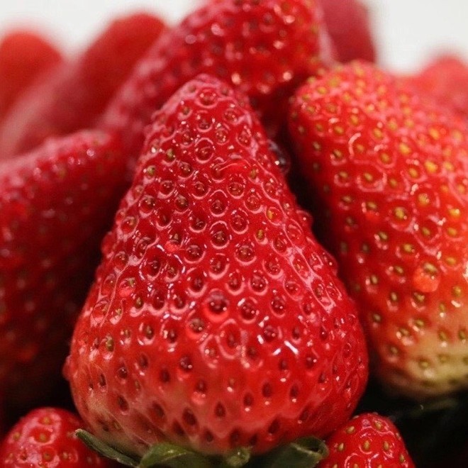 丹东东港玖玖草莓（产地直发）