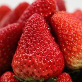 丹东东港玖玖草莓（产地直发）
