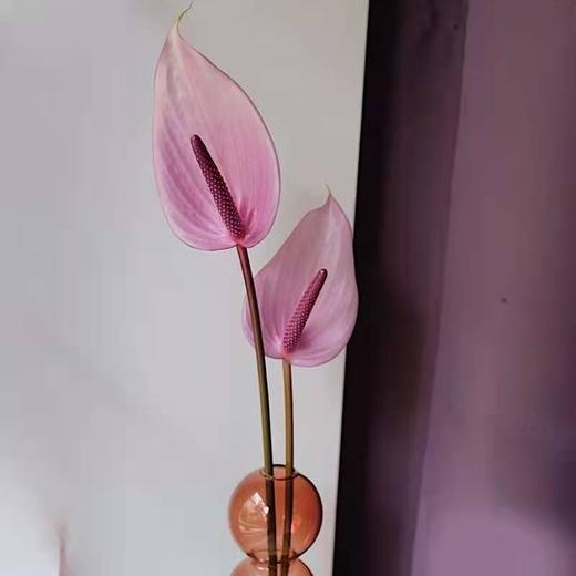 【绿光彩掌】普利维亚 浅紫掌 商品图4