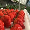 丹东东港玖玖草莓（产地直发） 商品缩略图1