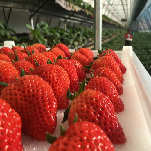 丹东东港玖玖草莓（产地直发） 商品图1
