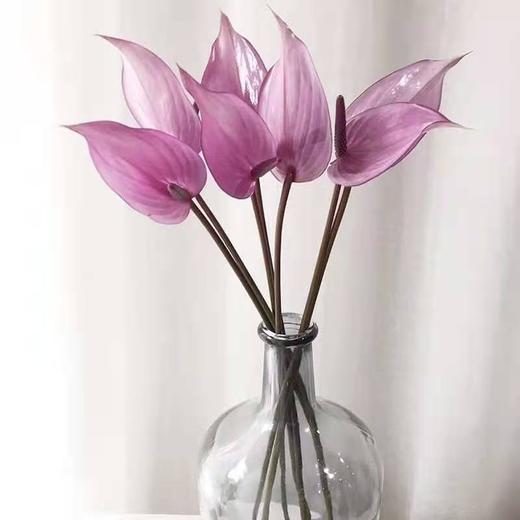 【绿光彩掌】普利维亚 浅紫掌 商品图5