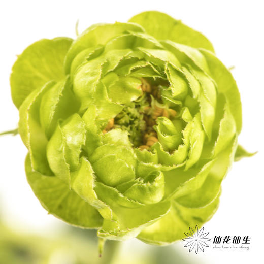 多头玫瑰 | 绿闪电 商品图2