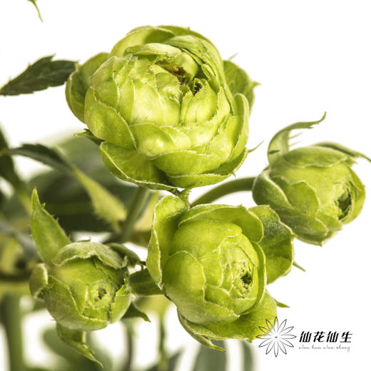 多头玫瑰 | 绿闪电 商品图4