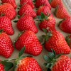 丹东东港玖玖草莓（产地直发） 商品缩略图2