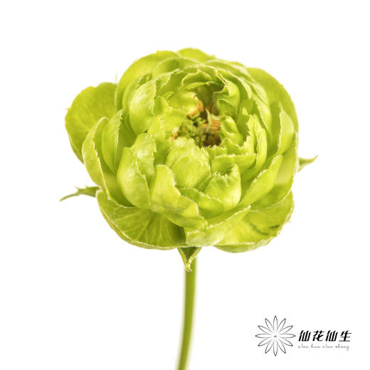 多头玫瑰 | 绿闪电 商品图3