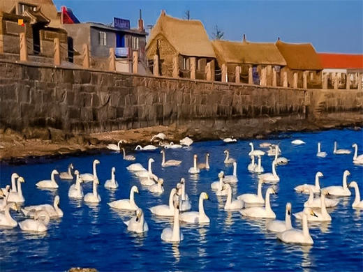 元旦3日【烟墩角】与天鹅共舞-拥抱海岸线第一绥阳光の烟墩角-天鹅湖-海草房-成山头-青州古城 商品图2