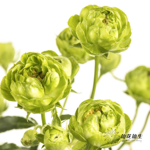 多头玫瑰 | 绿闪电 商品图0