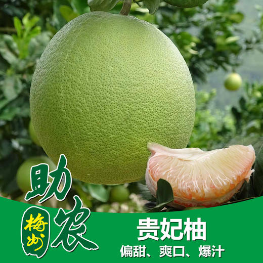 【香甜爽口】梅州贵妃柚 商品图0