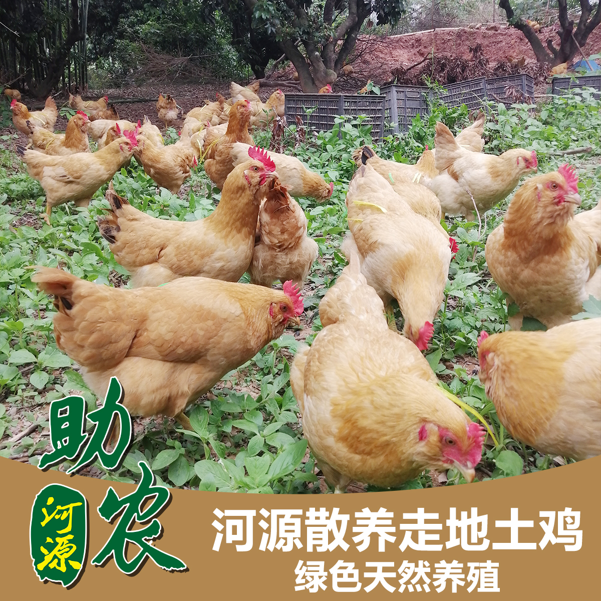 广东河源散养走地土鸡(胡须鸡)