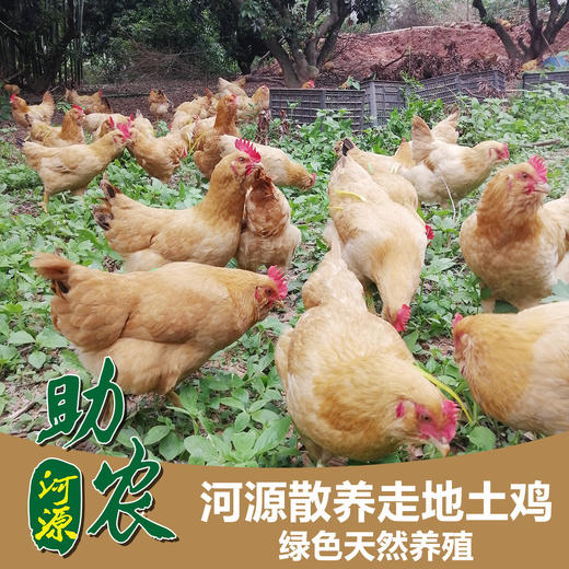 广东河源散养走地土鸡(胡须鸡) 商品图0