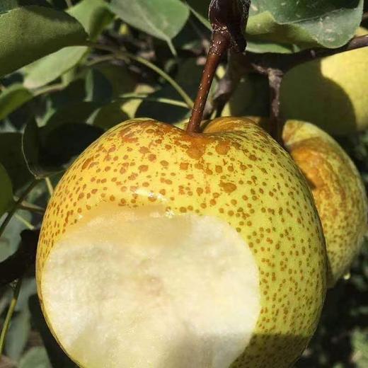 砀山老树酥梨 当季时令水果 汤山纯甜酥脆皇冠梨 精品大果5斤/10装 商品图3