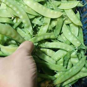 荷兰豆