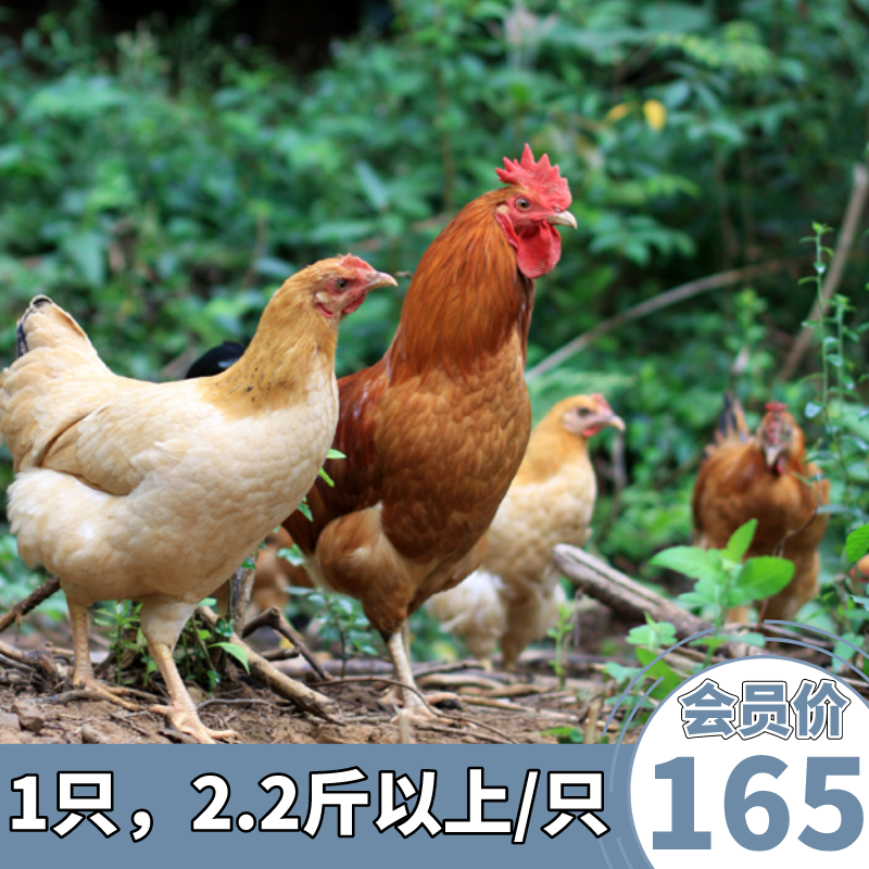 【山歌郁选】正宗高山土鸡  散养在大山区两年以上的老母鸡， 真正跑山鸡   顺丰快递