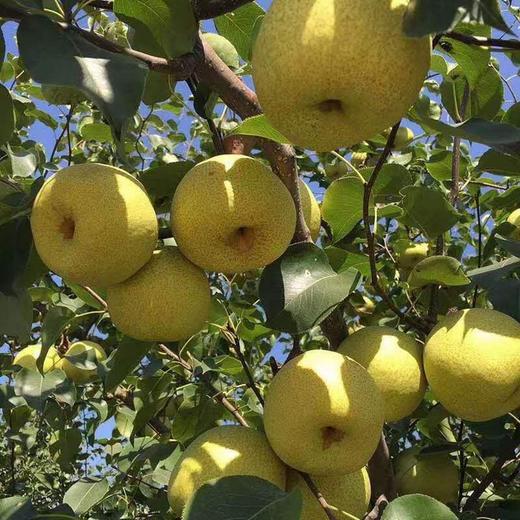 砀山老树酥梨 当季时令水果 汤山纯甜酥脆皇冠梨 精品大果5斤/10装 商品图2