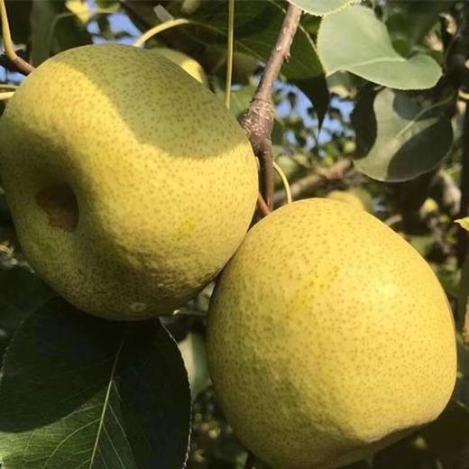 砀山老树酥梨 当季时令水果 汤山纯甜酥脆皇冠梨 精品大果5斤/10装 商品图1