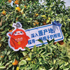 【12月8日提货】正宗赣南脐橙整箱 鲜嫩多汁 产地直采约10斤装 商品缩略图6