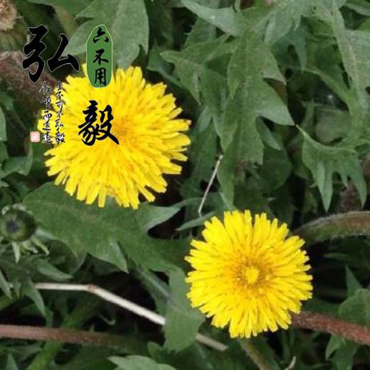 【弘毅六不用生态农场】六不用 蒲公英干 婆婆丁干 100克/份 商品图3