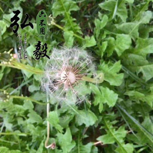 【弘毅六不用生态农场】六不用 蒲公英干 婆婆丁干 100克/份 商品图4