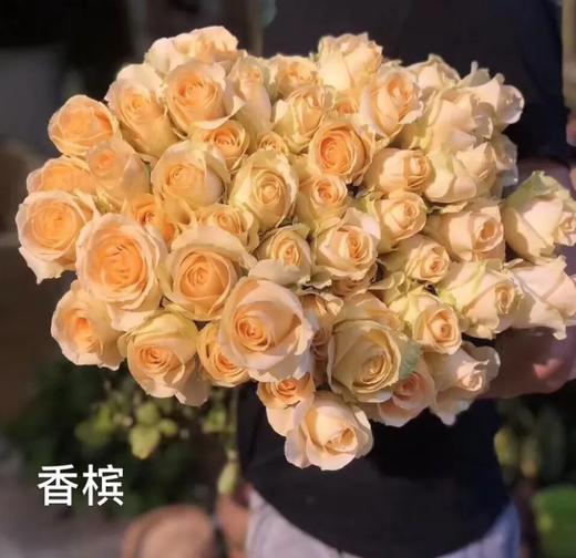 云天化香槟40-45公分 商品图0