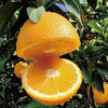 【12月8日提货】正宗赣南脐橙整箱 鲜嫩多汁 产地直采约10斤装 商品缩略图7