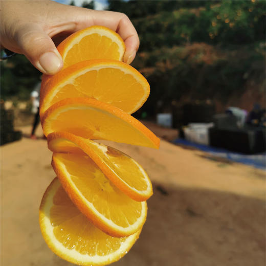 【12月8日提货】正宗赣南脐橙整箱 鲜嫩多汁 产地直采约10斤装 商品图4