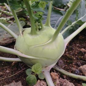 生态苤蓝 | 绿家自产* Ecological  Kohlrabi Stem | Self-production