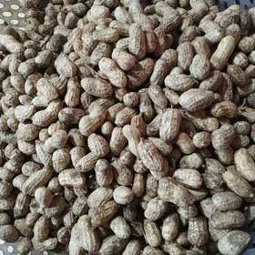 本地鲜花生（下午易缺货）