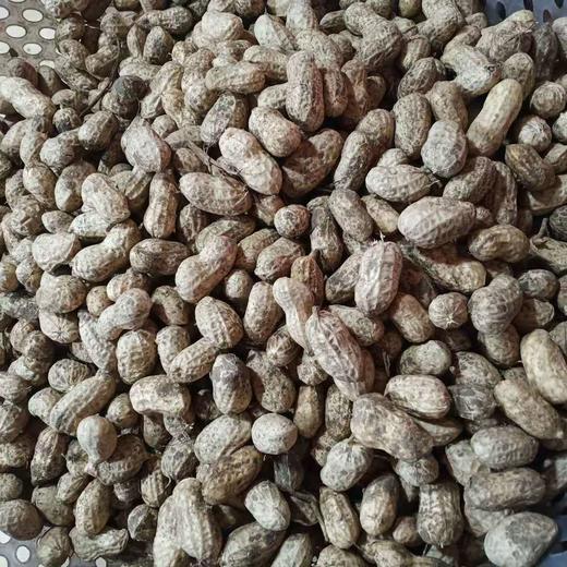 本地鲜花生（下午易缺货） 商品图0