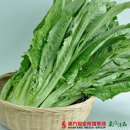 【珠三角包邮】连州油麦菜 5斤±50g/箱(2月4日到货)