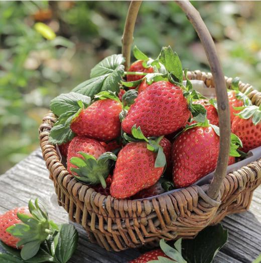 崇明种植【日本章姬草莓】