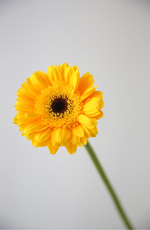 非洲菊【请保持这份热爱，奔赴下一场山海】简小姐精选 超萌非洲扶郎花  非洲菊 珍爱/粉佳人/黄色/白色 2束包邮 下单48小时发货 商品图3